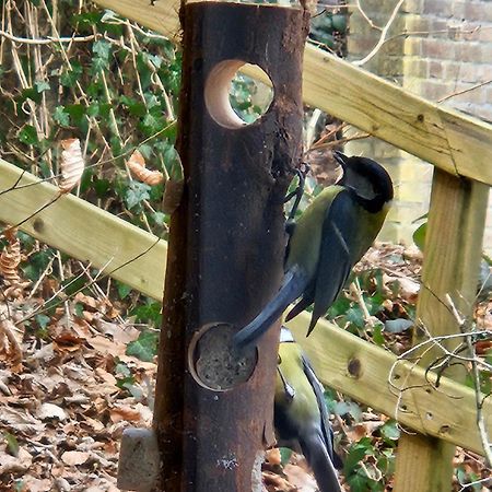 Boshuisje Durbuy Met Zwembad Op Het Park Exteriör bild